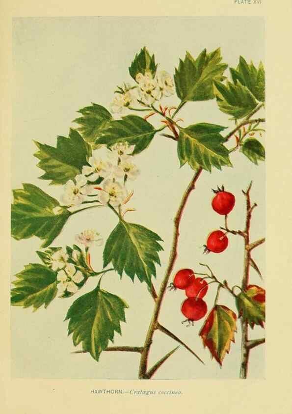 Reproducción/Reproduction 7248311036: How to know the wild flowers :. New York :Scribner's,1893.