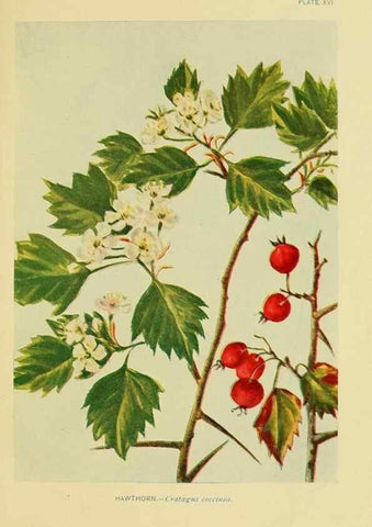 Reproducción/Reproduction 7248311036: How to know the wild flowers :. New York :Scribner's,1893.