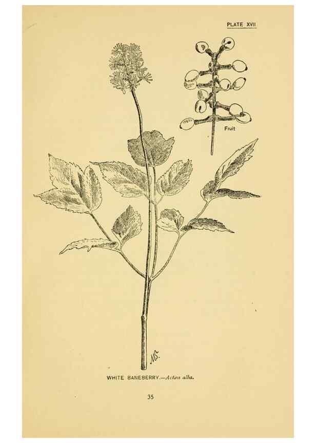 Reproducción/Reproduction 7248311492: How to know the wild flowers :. New York :Scribner's,1893.