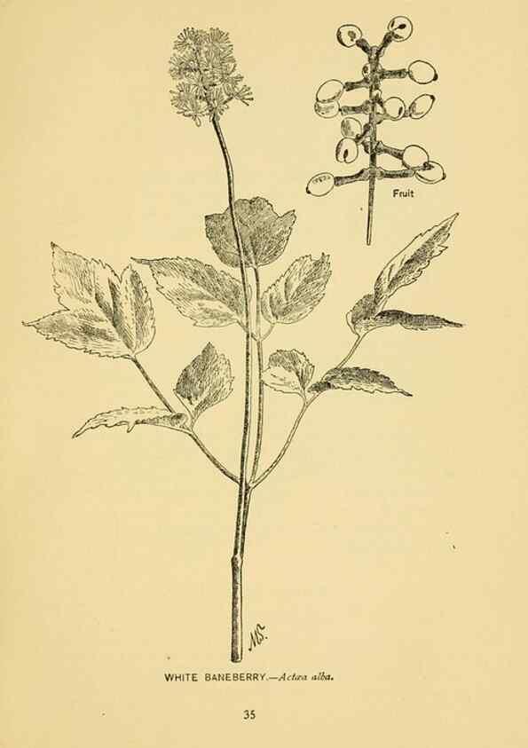 Reproducción/Reproduction 7248311492: How to know the wild flowers :. New York :Scribner's,1893.