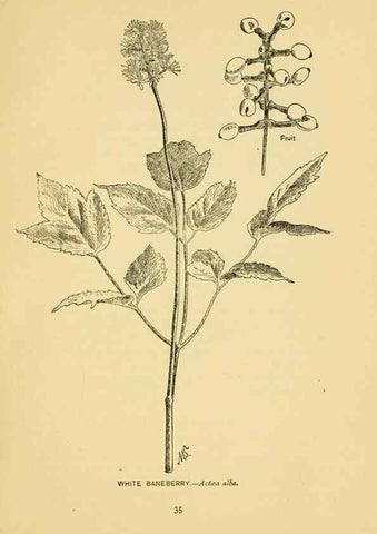 Reproducción/Reproduction 7248311492: How to know the wild flowers :. New York :Scribner's,1893.