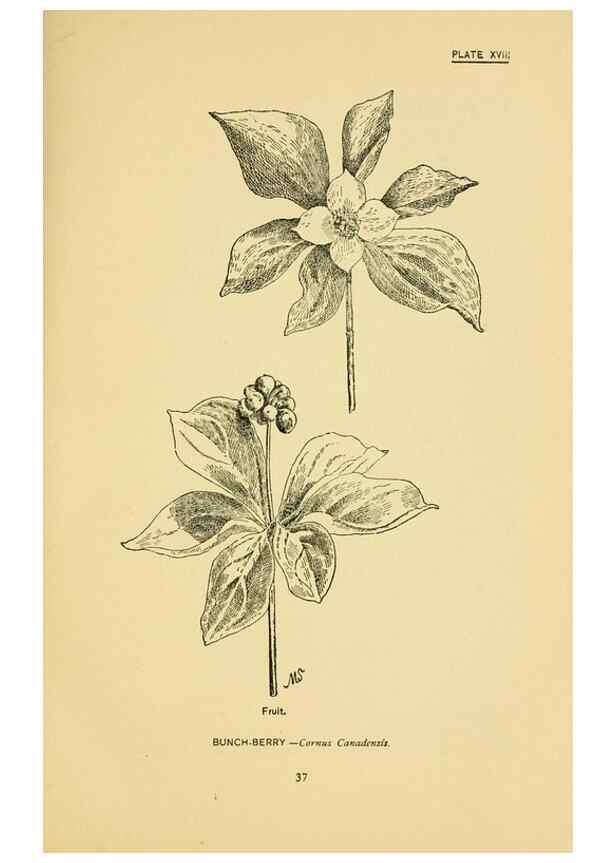 Reproducción/Reproduction 7248311942: How to know the wild flowers :. New York :Scribner's,1893.