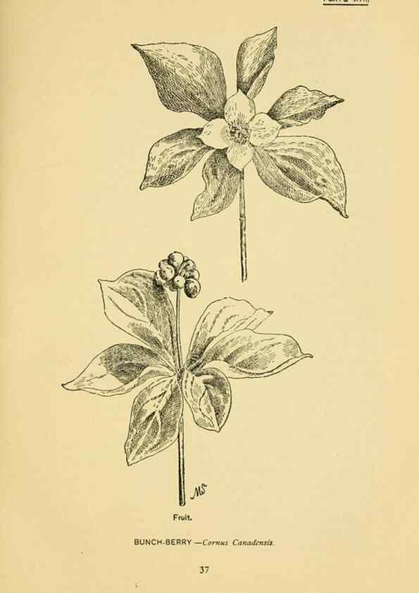 Reproducción/Reproduction 7248311942: How to know the wild flowers :. New York :Scribner's,1893.