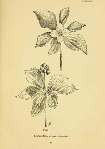 Reproducción/Reproduction 7248311942: How to know the wild flowers :. New York :Scribner's,1893.