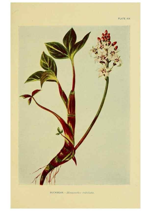 Reproducción/Reproduction 7248312534: How to know the wild flowers :. New York :Scribner's,1893.