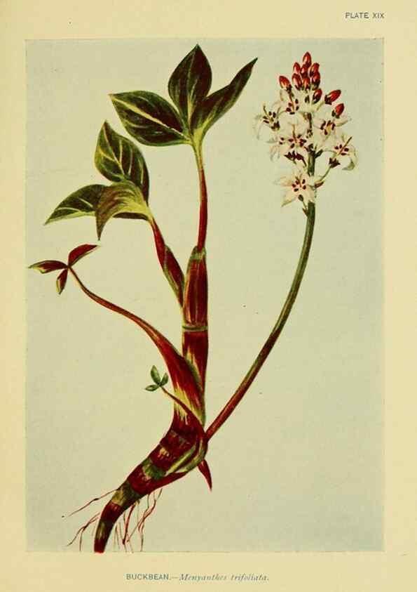 Reproducción/Reproduction 7248312534: How to know the wild flowers :. New York :Scribner's,1893.