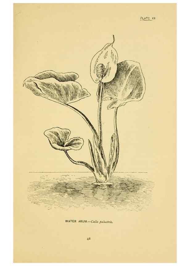 Reproducción/Reproduction 7248313366: How to know the wild flowers :. New York :Scribner's,1893.