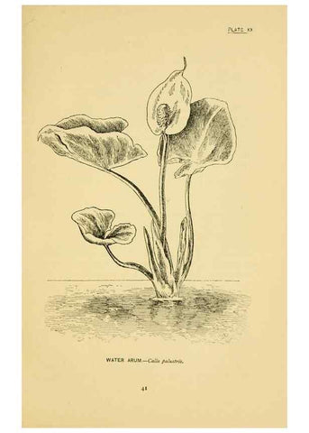 Reproducción/Reproduction 7248313366: How to know the wild flowers :. New York :Scribner's,1893.