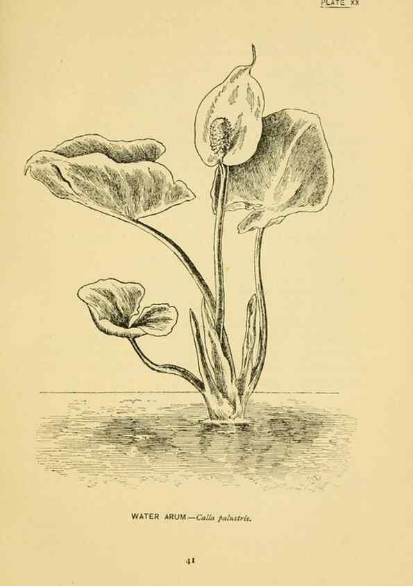 Reproducción/Reproduction 7248313366: How to know the wild flowers :. New York :Scribner's,1893.