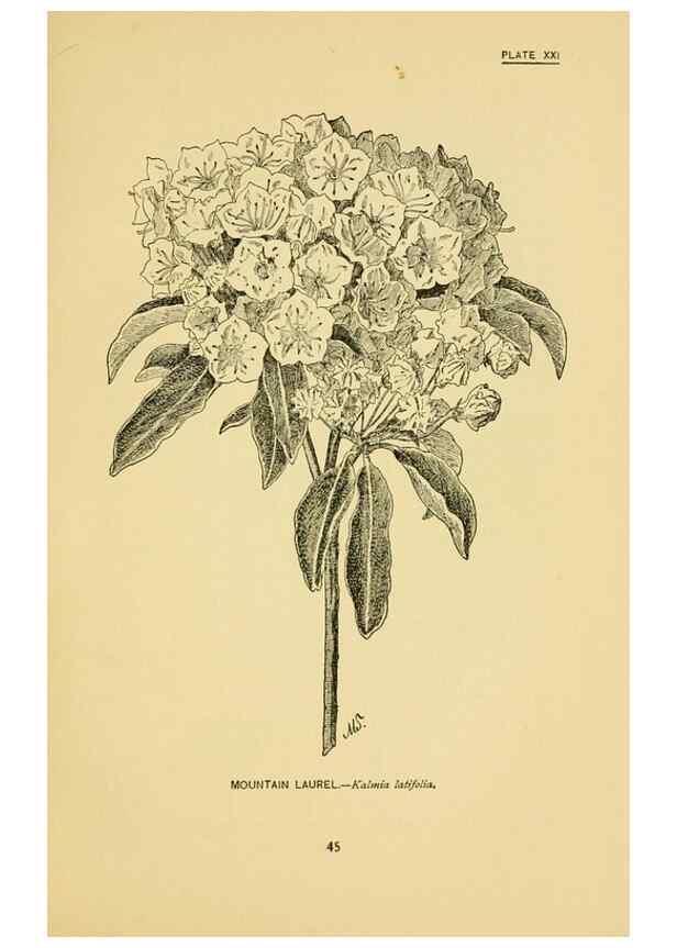 Reproducción/Reproduction 7248313846: How to know the wild flowers :. New York :Scribner's,1893.