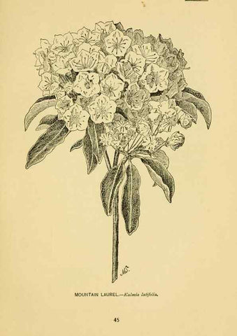 Reproducción/Reproduction 7248313846: How to know the wild flowers :. New York :Scribner's,1893.
