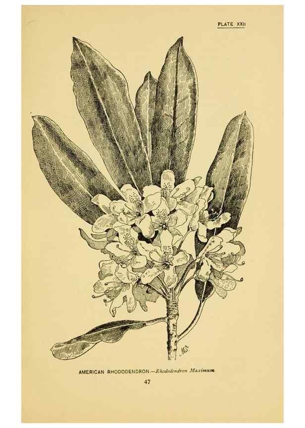 Reproducción/Reproduction 7248314722: How to know the wild flowers :. New York :Scribner's,1893.