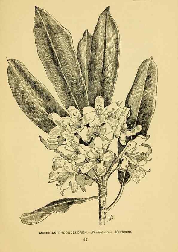 Reproducción/Reproduction 7248314722: How to know the wild flowers :. New York :Scribner's,1893.