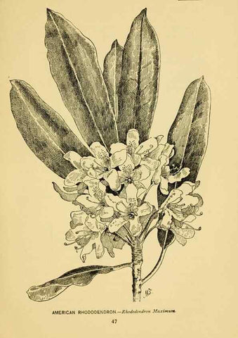 Reproducción/Reproduction 7248314722: How to know the wild flowers :. New York :Scribner's,1893.
