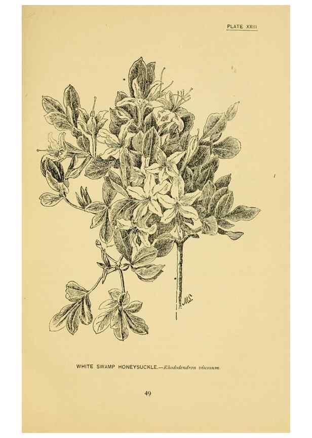 Reproducción/Reproduction 7248315620: How to know the wild flowers :. New York :Scribner's,1893.