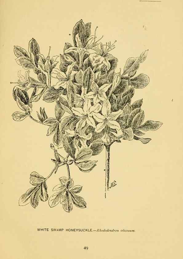 Reproducción/Reproduction 7248315620: How to know the wild flowers :. New York :Scribner's,1893.