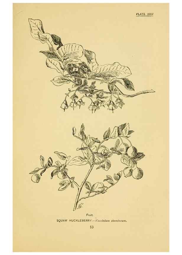 Reproducción/Reproduction 7248316114: How to know the wild flowers :. New York :Scribner's,1893.