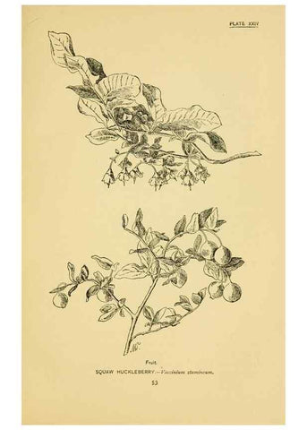 Reproducción/Reproduction 7248316114: How to know the wild flowers :. New York :Scribner's,1893.