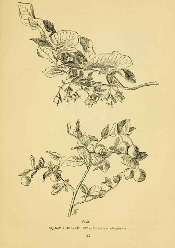 Reproducción/Reproduction 7248316114: How to know the wild flowers :. New York :Scribner's,1893.
