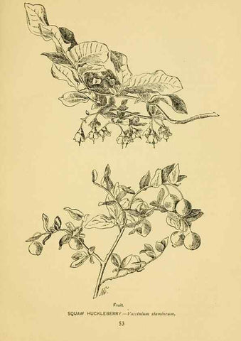 Reproducción/Reproduction 7248316114: How to know the wild flowers :. New York :Scribner's,1893.