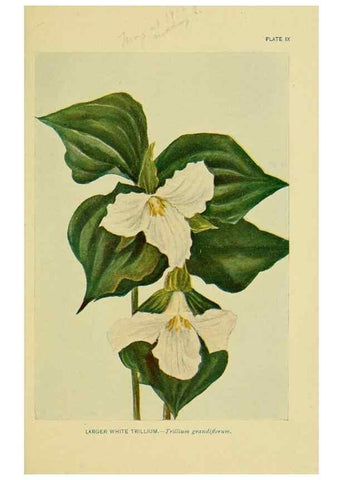 Reproducción/Reproduction 7248306858: How to know the wild flowers :. New York :Scribner's,1893.