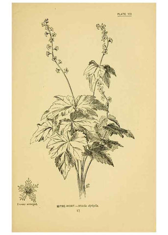 Reproducción/Reproduction 7248306392: How to know the wild flowers :. New York :Scribner's,1893.