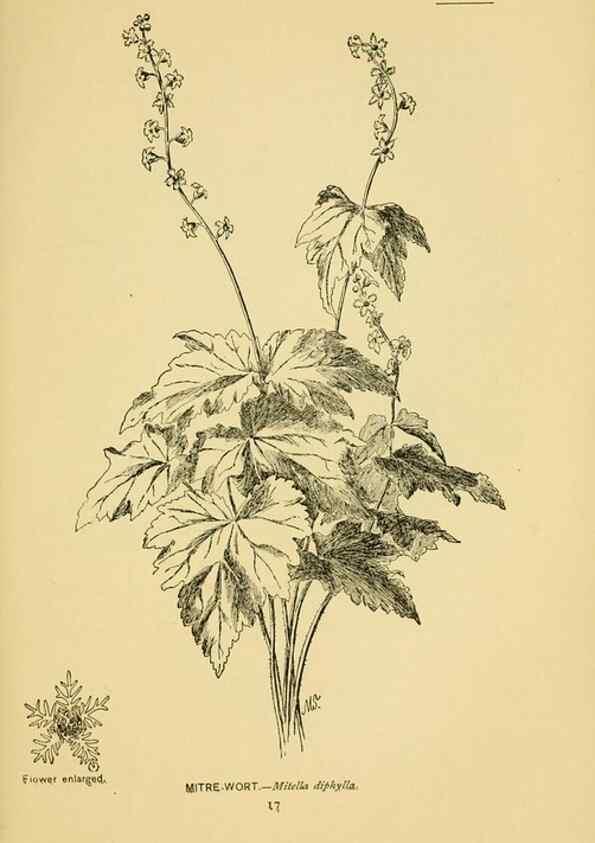 Reproducción/Reproduction 7248306392: How to know the wild flowers :. New York :Scribner's,1893.