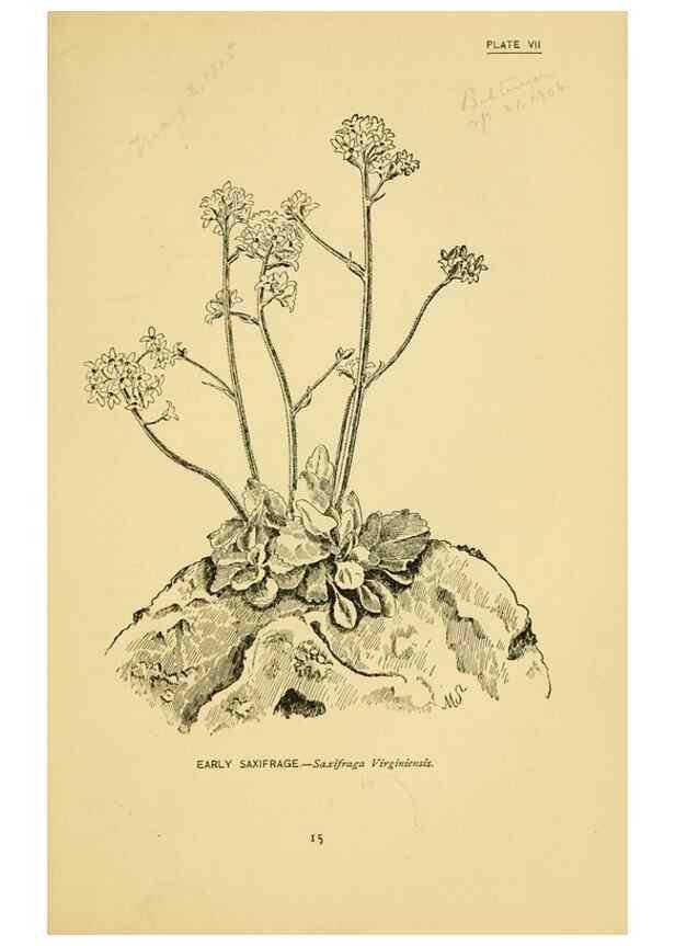 Reproducción/Reproduction 7248305762: How to know the wild flowers :. New York :Scribner's,1893.
