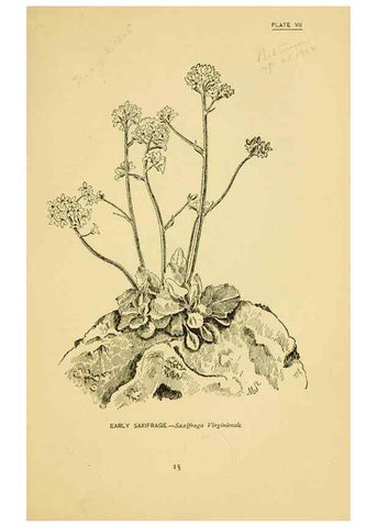 Reproducción/Reproduction 7248305762: How to know the wild flowers :. New York :Scribner's,1893.