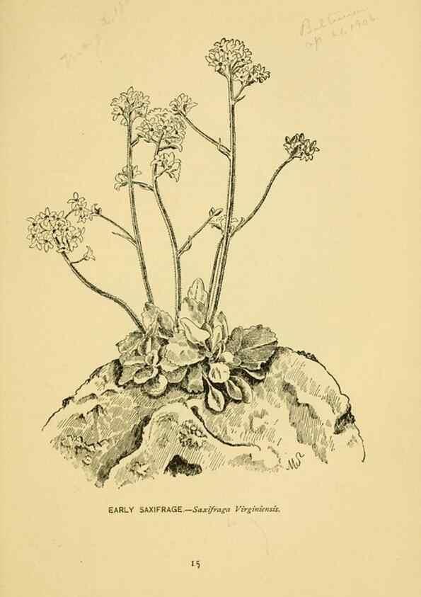Reproducción/Reproduction 7248305762: How to know the wild flowers :. New York :Scribner's,1893.