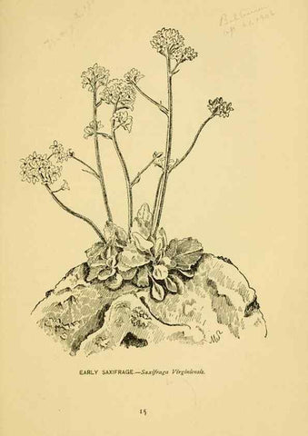 Reproducción/Reproduction 7248305762: How to know the wild flowers :. New York :Scribner's,1893.