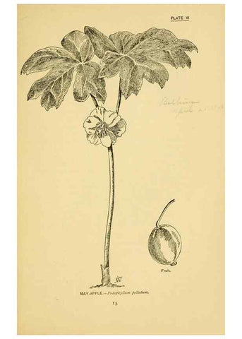 Reproducción/Reproduction 7248305304: How to know the wild flowers :. New York :Scribner's,1893.