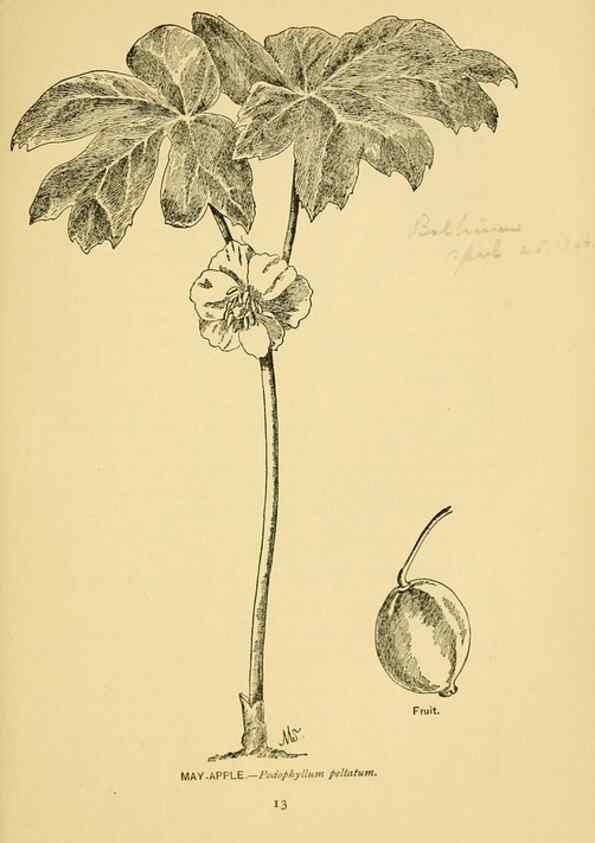 Reproducción/Reproduction 7248305304: How to know the wild flowers :. New York :Scribner's,1893.