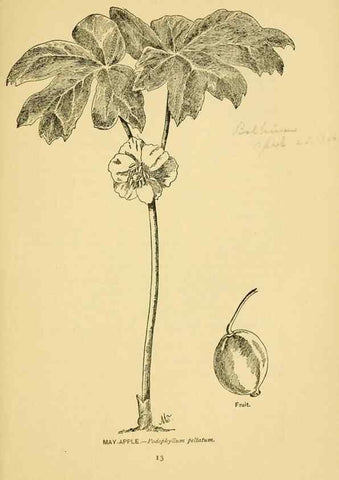 Reproducción/Reproduction 7248305304: How to know the wild flowers :. New York :Scribner's,1893.