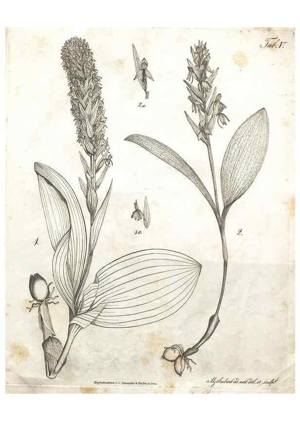 Reproducción/Reproduction 7216337982: Flora Azorica :. Bonnae :Apud A. Marcum,1844.