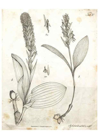Reproducción/Reproduction 7216337982: Flora Azorica :. Bonnae :Apud A. Marcum,1844.
