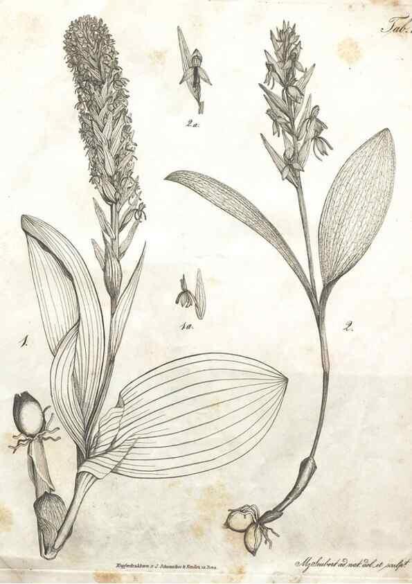 Reproducción/Reproduction 7216337982: Flora Azorica :. Bonnae :Apud A. Marcum,1844.