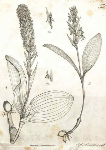 Reproducción/Reproduction 7216337982: Flora Azorica :. Bonnae :Apud A. Marcum,1844.
