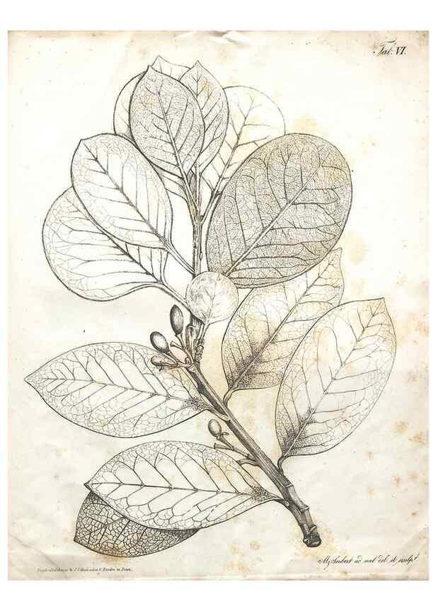 Reproducción/Reproduction 7216339468: Flora Azorica :. Bonnae :Apud A. Marcum,1844.