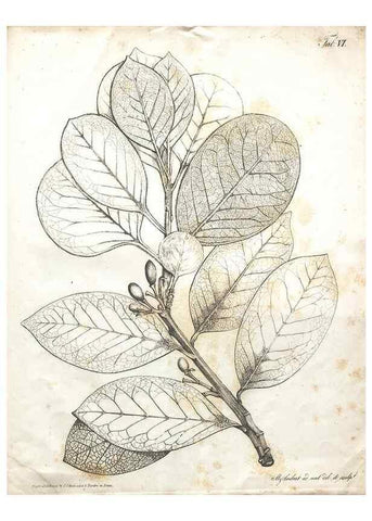 Reproducción/Reproduction 7216339468: Flora Azorica :. Bonnae :Apud A. Marcum,1844.