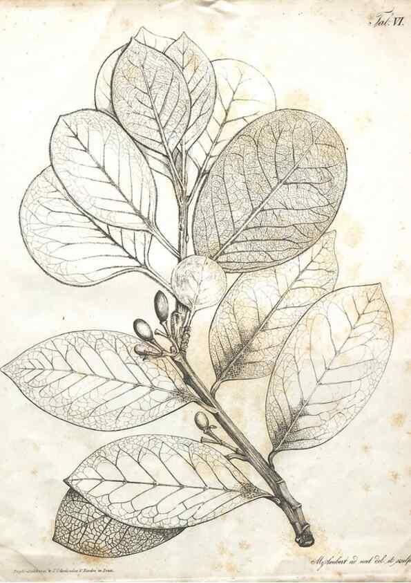 Reproducción/Reproduction 7216339468: Flora Azorica :. Bonnae :Apud A. Marcum,1844.