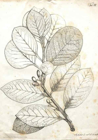 Reproducción/Reproduction 7216339468: Flora Azorica :. Bonnae :Apud A. Marcum,1844.