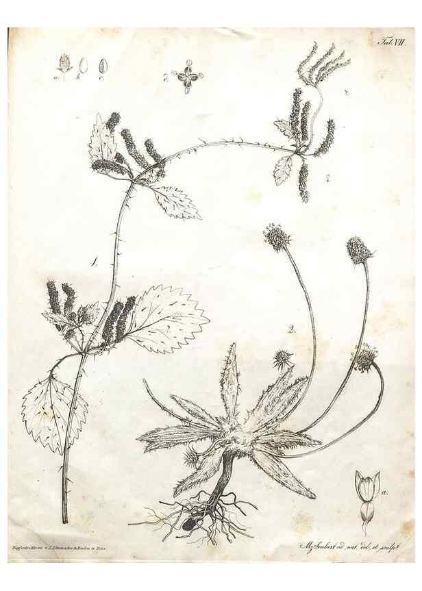 Reproducción/Reproduction 7216340816: Flora Azorica :. Bonnae :Apud A. Marcum,1844.
