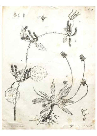 Reproducción/Reproduction 7216340816: Flora Azorica :. Bonnae :Apud A. Marcum,1844.