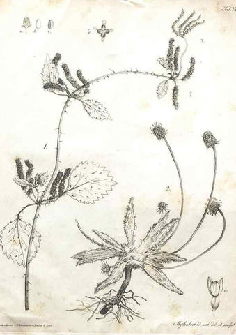 Reproducción/Reproduction 7216340816: Flora Azorica :. Bonnae :Apud A. Marcum,1844.