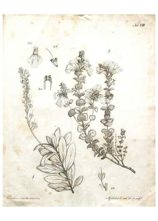 Reproducción/Reproduction 7216342182: Flora Azorica :. Bonnae :Apud A. Marcum,1844.