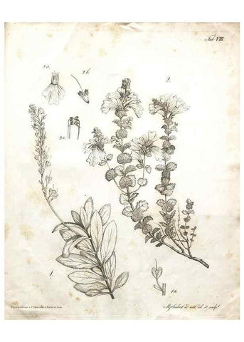 Reproducción/Reproduction 7216342182: Flora Azorica :. Bonnae :Apud A. Marcum,1844.