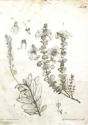 Reproducción/Reproduction 7216342182: Flora Azorica :. Bonnae :Apud A. Marcum,1844.