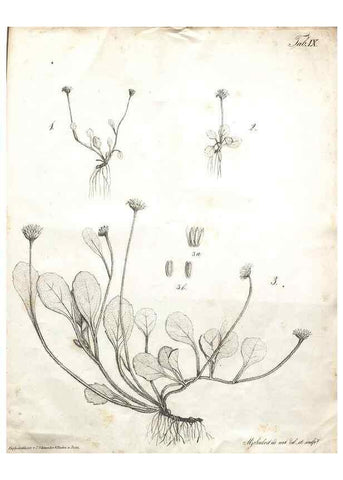 Reproducción/Reproduction 7216343372: Flora Azorica :. Bonnae :Apud A. Marcum,1844.