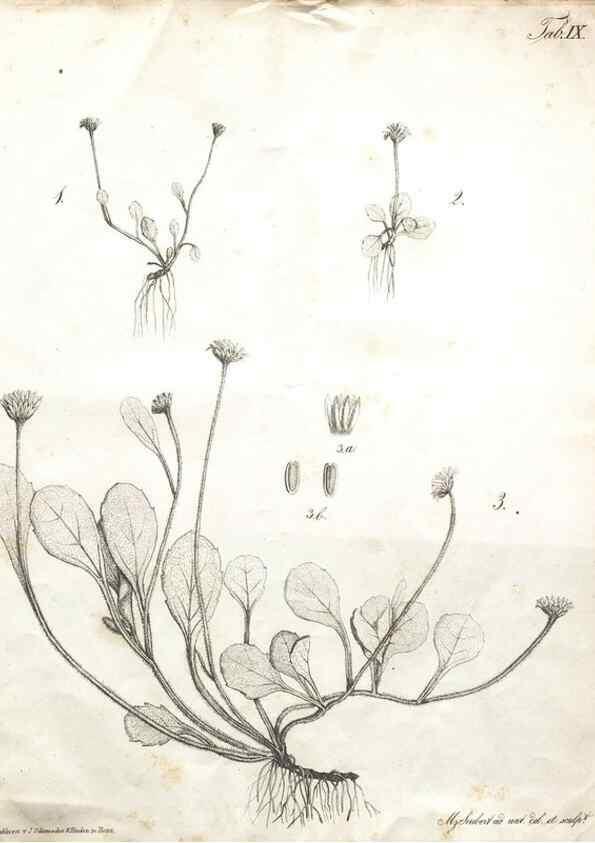Reproducción/Reproduction 7216343372: Flora Azorica :. Bonnae :Apud A. Marcum,1844.